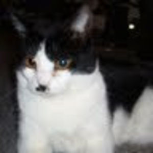 Meet your Posher, Weihow